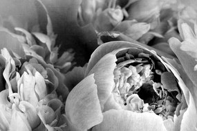 Εικόνα ασπρόμαυρα πέταλα ενός λουλουδιού - 60x40