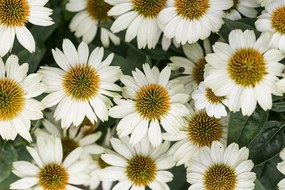 Εικόνα φαρμακευτικών λουλουδιών χαμομηλιού - 60x40