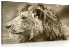 Εικόνα ενός αφρικανικού λιονταριού στη σέπια - 120x80