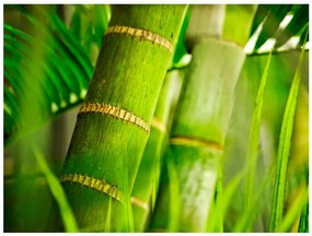 Φωτοταπετσαρία - bamboo - detail 400x309