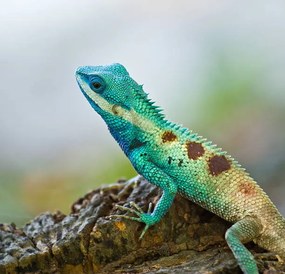 Φωτογραφία Blue iguana in the nature, dangphoto2517