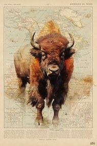 Εικονογράφηση Bison, Thomas Chedeville