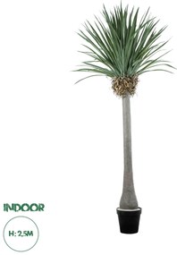 20048 GloboStar® Artificial Garden BEAUCARNEA PALM TREE 20048 Τεχνητό Διακοσμητικό Φυτό Κυρτόφυλλος Μπουκαρνέα Υ250cm