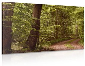 Εικόνα πράσινο δάσος - 60x40