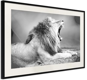 Αφίσα - Yawning Lion - 30x20 - Μαύρο - Με πασπαρτού