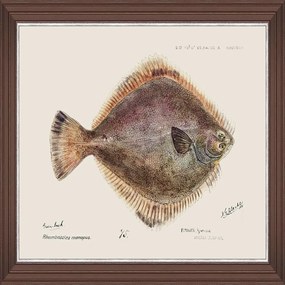 Κάδρο Mediterranean Fish - Flounder By F Clark Fa13377 50X35Cm Brown-Rose Mindthegap Horizontal Ξύλο