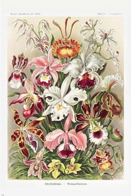 Αφίσα Ernst Haeckel - Orchideen, (61 x 91.5 cm)