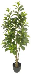 MarHome ΔΕΝΤΡΟ ΠΑΧΥΡΑ ΣΕ ΓΛΑΣΤΡΑ - Y130cm 1/4KIB  04-18758