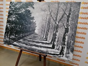 Εικόνα της φθινοπωρινής αλέας με δέντρα σε μαύρο & άσπρο - 60x40
