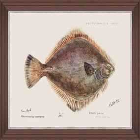 Κάδρο Mediterranean Fish - Flounder By F Clark Fa13377 50X35Cm Brown-Rose Mindthegap Οριζόντιοι Ξύλο