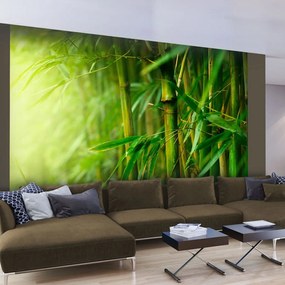 Φωτοταπετσαρία - jungle - bamboo 250x193