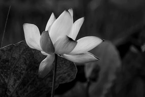 Εικόνα ενός ευαίσθητου λουλουδιού λωτού σε ασπρόμαυρο - 60x40