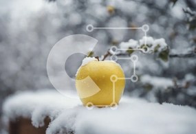 Intra Συλλεκτικό Ξύλινο Παζλ Plywood  4mm - Κίτρινο μήλο στον χιονισμένο φράκτη Σε Ξύλινο Κουτί - Διαστάσεις: 10x10 cm – 25 κομμάτια