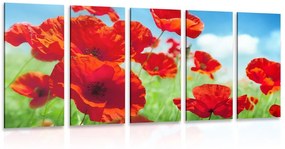 5 μέρος εικόνα λουλούδια παπαρούνας στο λιβάδι - 200x100