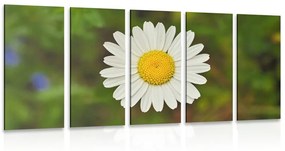 Εικόνα 5 μερών λουλούδι μαργαρίτας - 100x50