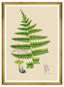 Κάδρο Ferns III FA13244 50x70cm Green MindTheGap Κάθετοι Wood