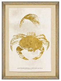 Κάδρο Caribbean Sea Life - Arthropoda Crustacea FA13178 50X70 MindTheGap Vertical Wood