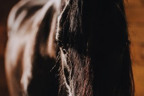 Εικόνα μεγαλοπρεπές άλογο - 60x40