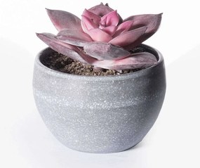 Τεχνητό Φυτό Εχεβέρια Rainbow 9260-6 8x9cm Multi Supergreens Polyethylene