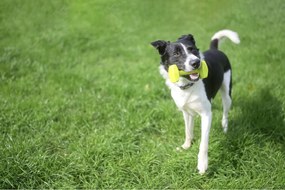 Παιχνίδι εκπαίδευσης Coachi TRAINING DUMBBELL