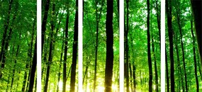Εικόνα 5 μερών πράσινο δάσος - 100x50
