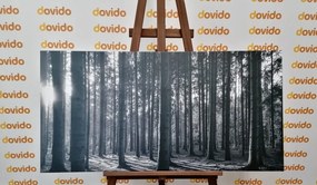 Εικόνα πρωινού στο δάσος σε ασπρόμαυρο - 100x50