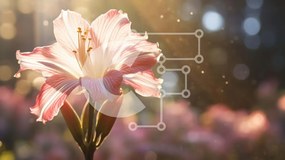 Intra Συλλεκτικό Ξύλινο Παζλ Plywood  4mm - Ζωντανό ροζ ανοιξιάτικο λουλούδι με το φως του ήλιου Σε Ξύλινο Κουτί - Διαστάσεις: 10x10 cm – 25 κομμάτια