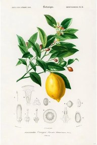 Αφίσα Charles Dessalines d’Orbigny - Citrus Limonium, (61 x 91.5 cm)