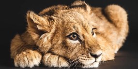 Εικόνα ενός νεαρού λιονταριού - 100x50