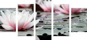 Εικόνα 5 τμημάτων λουλούδι λωτού