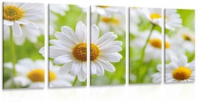 Εικόνα 5 μερών ανοιξιάτικο λιβάδι γεμάτο λουλούδια