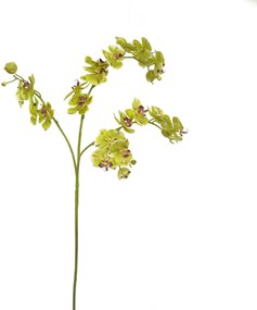 Λουλούδι CONCORAL 1.4m Orquidea Verde 1239061-GR