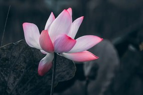 Εικόνα λεπτό λουλούδι λωτού - 120x80