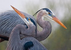 Φωτογραφία Blue Herons, Mirenchu A Fernandez, (40 x 30 cm)