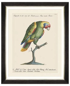 Κάδρο Parrots Of Brasil IX FA13219 40X50 MindTheGap Horizontal Wood