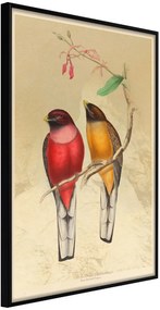 Αφίσα - Ornithologist's Drawings - 20x30 - Μαύρο - Χωρίς πασπαρτού