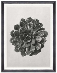 Κάδρο Saxifraga Aizon FA13414 60x80cm Black-White MindTheGap Vertical Ξύλο,Γυαλί