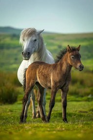 Φωτογραφία Young and adult horse, Roy Anderson