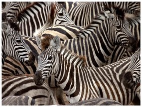 Φωτοταπετσαρία - Herd of zebras 250x193