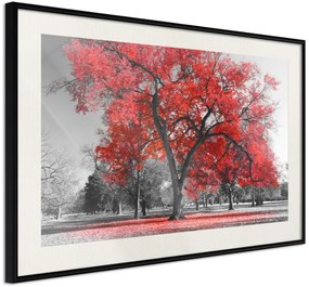 Αφίσα - Red Tree - 60x40 - Μαύρο - Με πασπαρτού