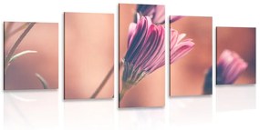 Εικόνα 5 μερών λεπτές ροζ μαργαρίτες - 200x100