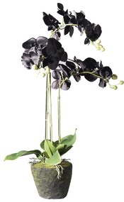 Supergreens Τεχνητό Φυτό Ορχιδέα Phalaenopsis Real Touch Μαύρη με Βάση Moss 85 εκ. - 5170-6