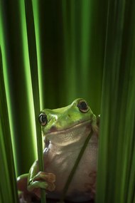 Φωτογραφία Green Frog, Ahmad Gafuri