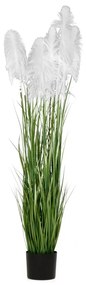 Φυτό Pampas Grass Λευκό iliadis Φ23x220εκ. 85075