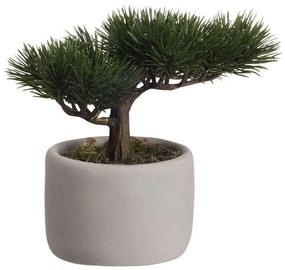 Φυτό Σε Γλαστράκι Mini Pine 66224444 24,5x17,5x24,5cm Green Asa Πλαστικό
