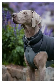 Παλτό Σκύλου Red Dingo Puffer 45 cm Μαύρο/Γκρι