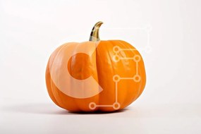 Intra Συλλεκτικό Ξύλινο Παζλ Plywood 4mm - Ενιαία κολοκύθα σε λευκή επιφάνεια Σε Ξύλινο Κουτί - Διαστάσεις Puzzle: 10x10 cm – 25 κομμάτια