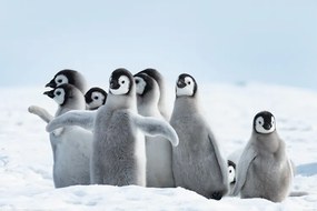 XXL Αφίσα Penguins - Family, (120 x 80 cm)