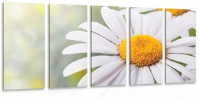 5 μέρη εικόνα λουλούδια μαργαρίτες - 200x100
