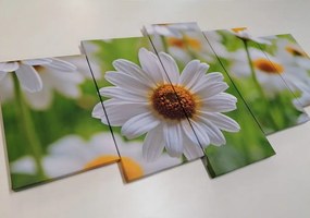 Εικόνα 5 μερών ανοιξιάτικο λιβάδι γεμάτο λουλούδια - 200x100